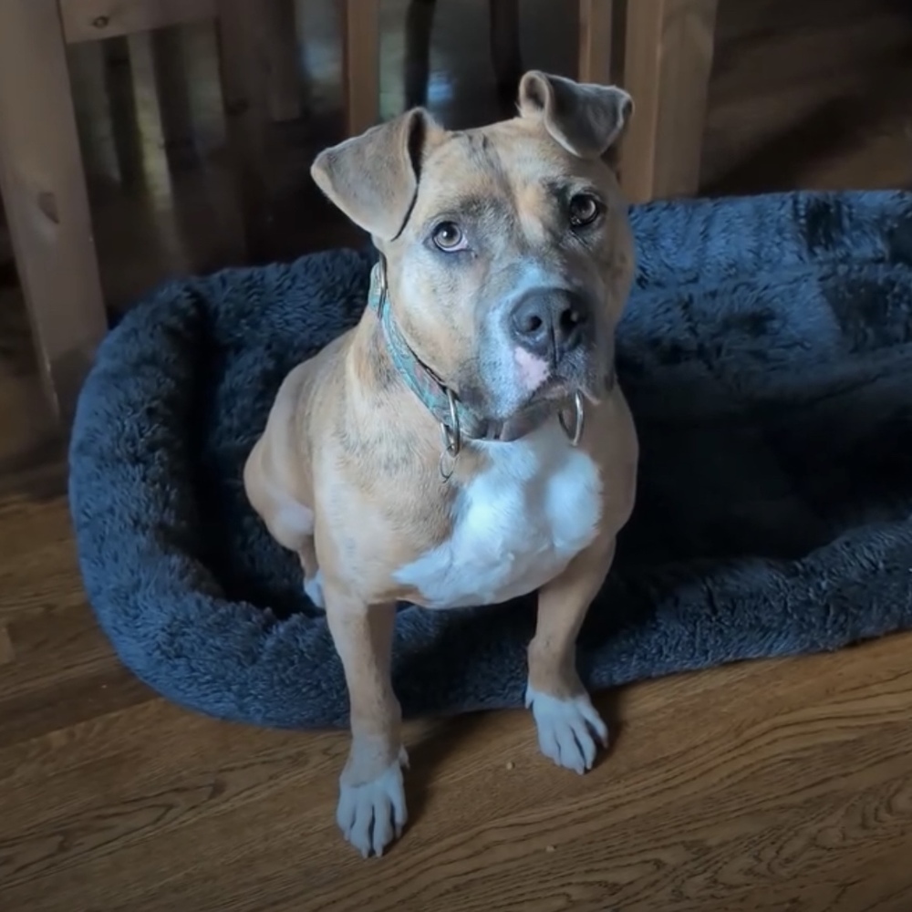 Boris Chief, an adoptable Mixed Breed in Boston, MA, 02113 | Photo Image 6