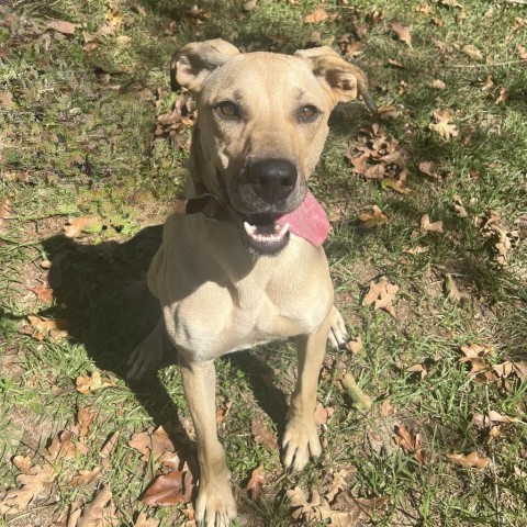 Dixie, an adoptable Anatolian Shepherd in Hopkins, SC, 29061 | Photo Image 1