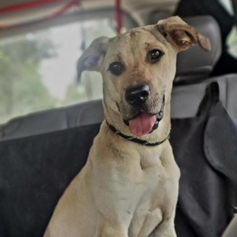 Dixie, an adoptable Anatolian Shepherd in Hopkins, SC, 29061 | Photo Image 2