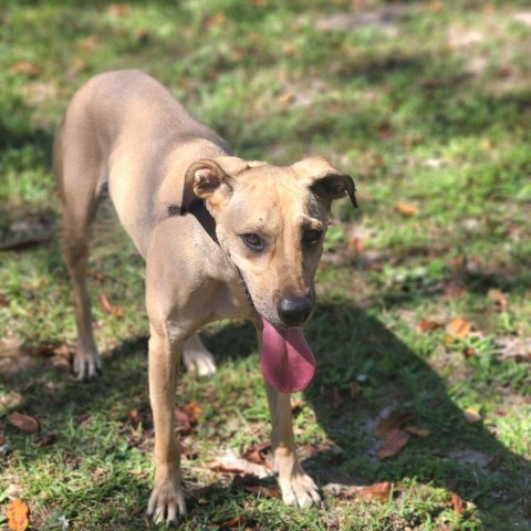 Dixie, an adoptable Anatolian Shepherd in Hopkins, SC, 29061 | Photo Image 2