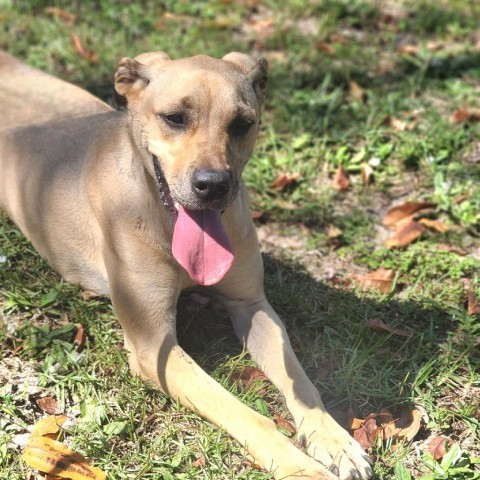 Dixie, an adoptable Anatolian Shepherd in Hopkins, SC, 29061 | Photo Image 3