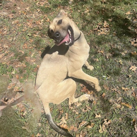 Dixie, an adoptable Anatolian Shepherd in Hopkins, SC, 29061 | Photo Image 4