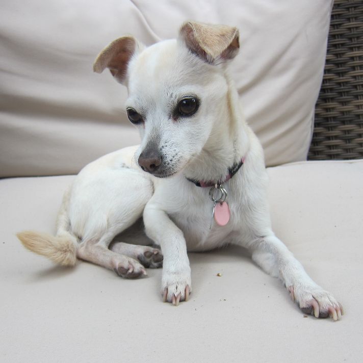  Morgan *Forever in Foster Care*, an adoptable Chihuahua in Etobicoke, ON, M8Z 4L5 | Photo Image 1