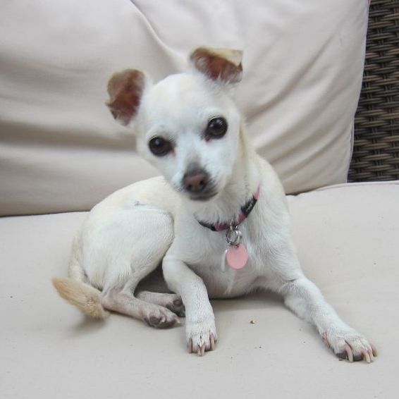  Morgan *Forever in Foster Care*, an adoptable Chihuahua in Etobicoke, ON, M8Z 4L5 | Photo Image 2