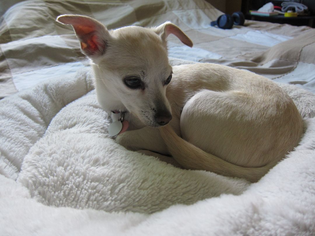  Morgan *Forever in Foster Care*, an adoptable Chihuahua in Etobicoke, ON, M8Z 4L5 | Photo Image 3