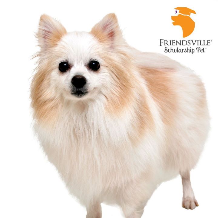 Marigold, an adoptable Pomeranian & Chihuahua Mix in Friendsville, TN_image-2