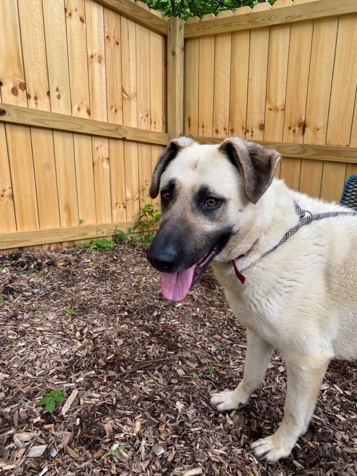 Dragon, an adoptable Anatolian Shepherd Mix in Spencer, IN_image-4
