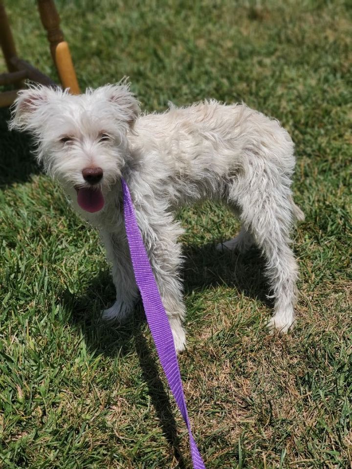 Benny , an adoptable Poodle & Terrier Mix in San Bernardino, CA_image-6