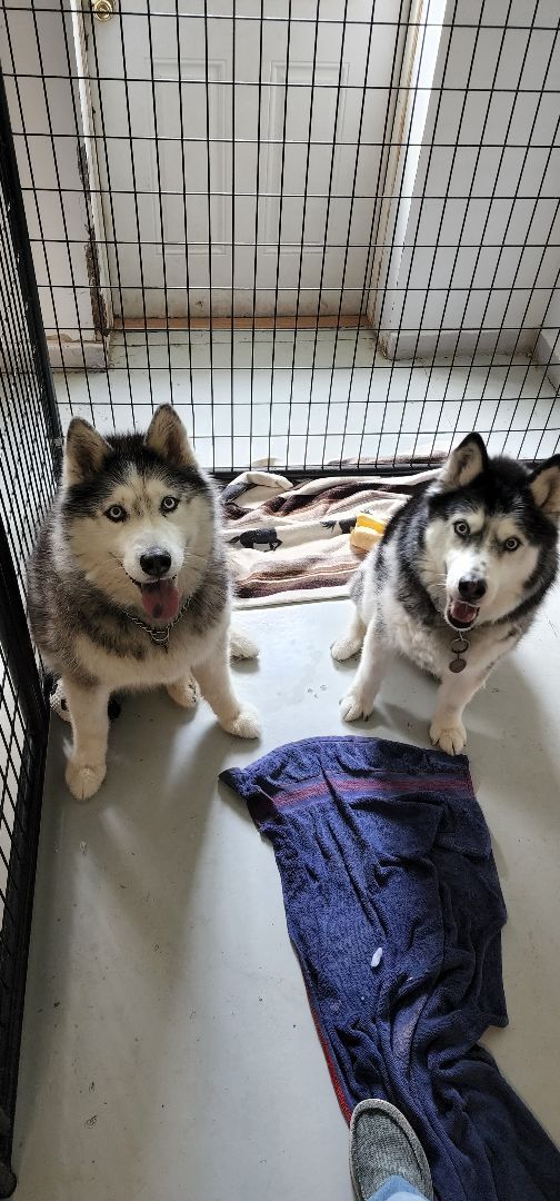 Nanook & Athena