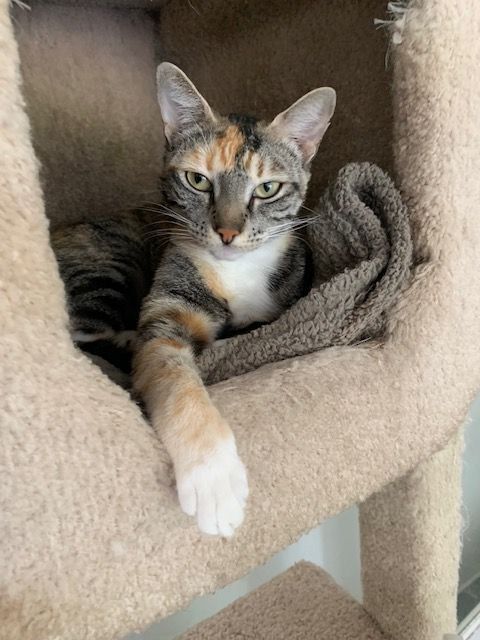 Jasmine, an adoptable Torbie & Domestic Short Hair Mix in Hollister, CA_image-1