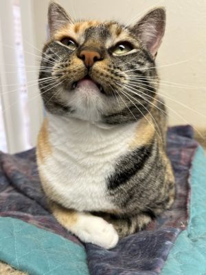 Jasmine