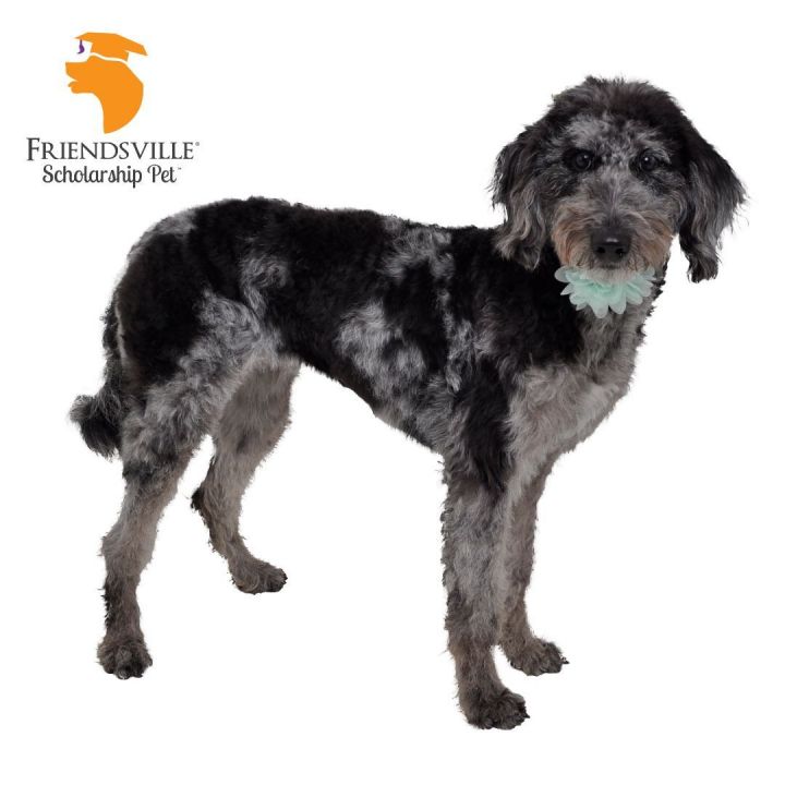 Harper, an adoptable Aussiedoodle & Poodle Mix in Friendsville, TN_image-2