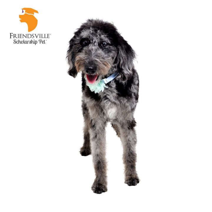 Harper, an adopted Aussiedoodle & Poodle Mix in Friendsville, TN_image-3