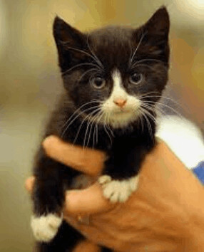 Tom's Two Tuxedo Kittens , an adoptable Domestic Short Hair & Tuxedo Mix in Williamsburg, NM_image-2