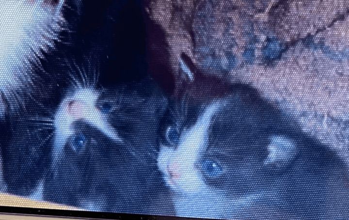 Tom's Two Tuxedo Kittens , an adoptable Domestic Short Hair & Tuxedo Mix in Williamsburg, NM_image-6