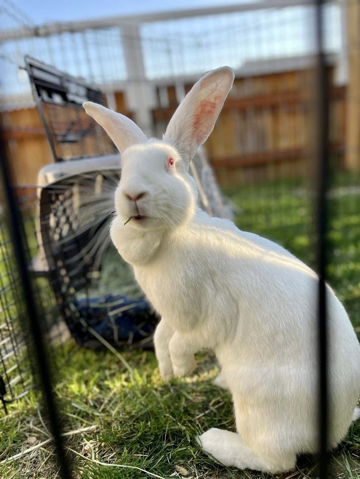 New zealand outlet rabbit cage size