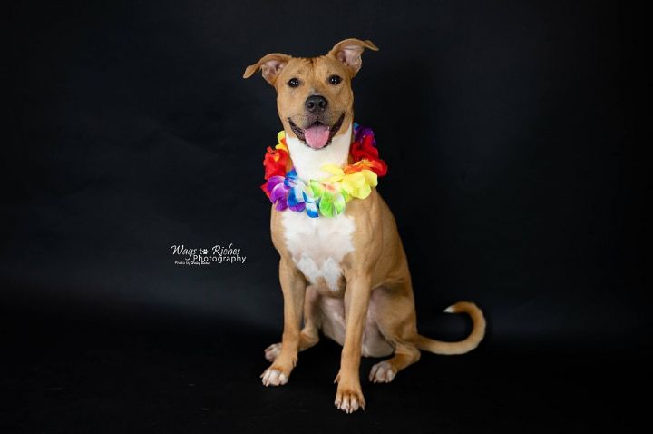 Roxy, an adopted Labrador Retriever Mix in Huntsville, AL_image-2
