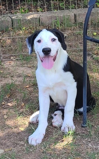 Timmie, an adoptable Labrador Retriever & Border Collie Mix in Fayetteville, AR_image-3