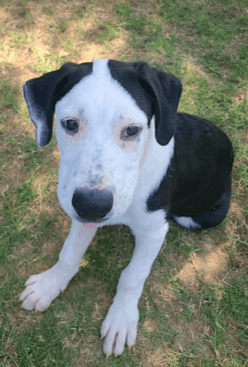 Timmie, an adoptable Labrador Retriever & Border Collie Mix in Fayetteville, AR_image-4