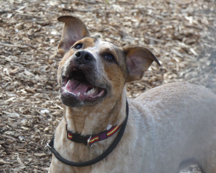 Jethro, an adoptable Cattle Dog Mix in Bloomingdale, NJ_image-2
