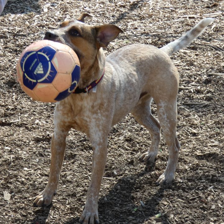 Jethro, an adoptable Cattle Dog Mix in Bloomingdale, NJ_image-5