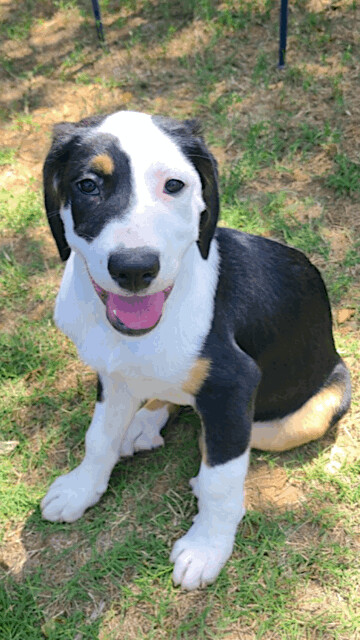 Cody, an adoptable Border Collie & Labrador Retriever Mix in Fayetteville, AR_image-3