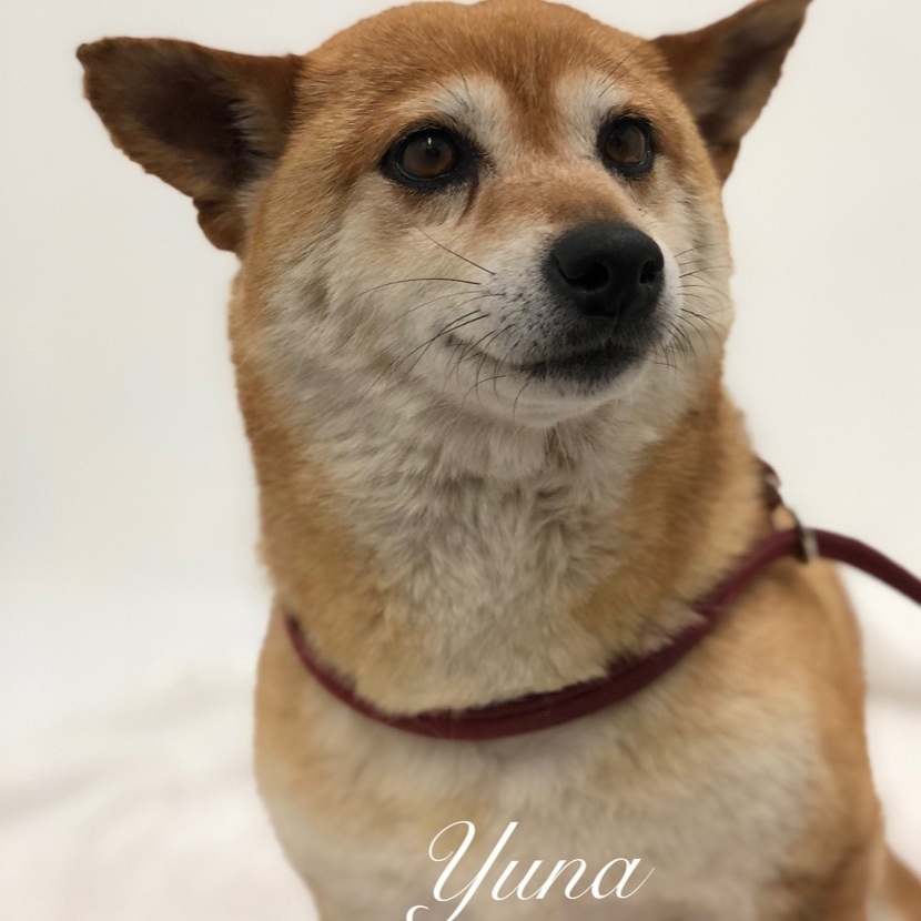 Yuna, an adoptable Shiba Inu in Jacksonville, IL, 62650 | Photo Image 1