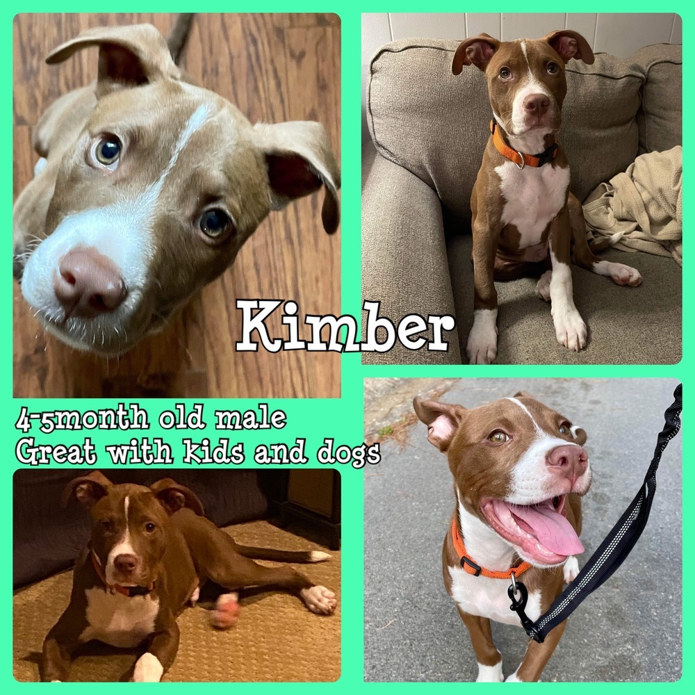 Kimber