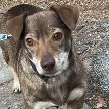 Hewey, an adoptable Dachshund, Chihuahua in Kansas City, MO, 64110 | Photo Image 1