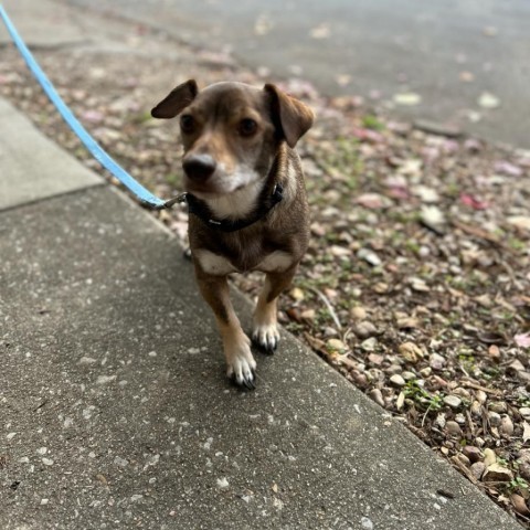 Hewey, an adoptable Dachshund, Chihuahua in Kansas City, MO, 64110 | Photo Image 2