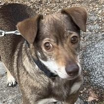 Hewey, an adoptable Dachshund, Chihuahua in Kansas City, MO, 64110 | Photo Image 3