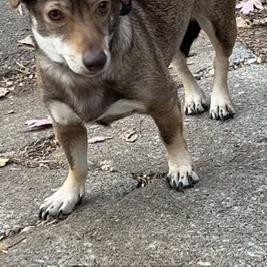Hewey, an adoptable Dachshund, Chihuahua in Kansas City, MO, 64110 | Photo Image 4