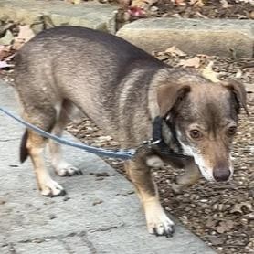 Hewey, an adoptable Dachshund, Chihuahua in Kansas City, MO, 64110 | Photo Image 5