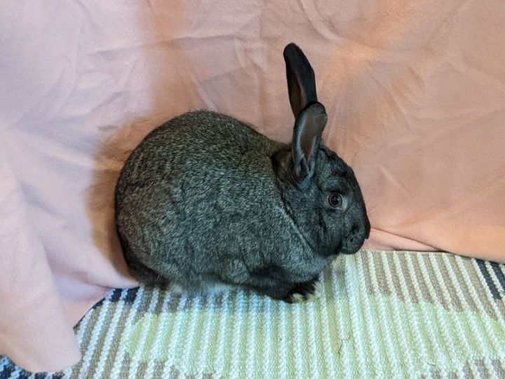 Rabbit for adoption Kirk, an American in Lee's Summit, MO Petfinder