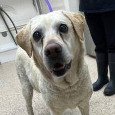 Basil **BLIND SENIOR, FOSTER NEEDED**