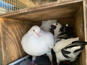 UPDATE 111724 Unfortunately Hamish  Baileys cooing  love songs proved too loud for their adop