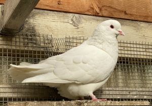 Update 52021 Jeffrey and Bonk are married Jeffrey is a big handsome King pigeon who was found a