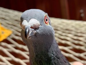 Pidgy w/Beanie Pigeon Bird