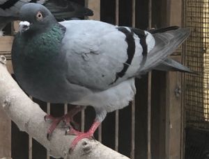 Update 6123 Cookie is a lovely shy unreleasable feral pigeon who is married to a very high ener