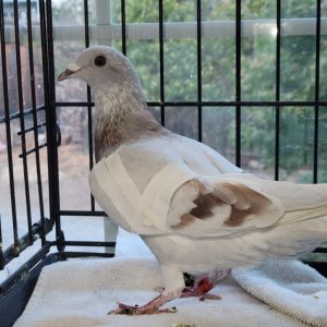 Ashi w/ Chocolate Pigeon Bird