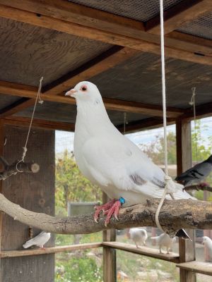 Serafina is a lovely pigeon whose bright white feathers are offset with a couple of black markings 