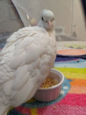 Elder dove Garfunkel is one of four retired ambassador doves from the Lawrence Hall of Science Due