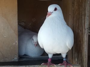 Courageous is a beautiful white King pigeon with a grey ring in her eyes She is on the small side