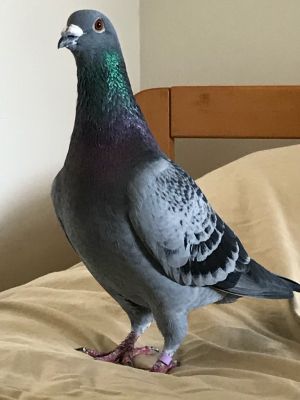UPDATE 3322 After four very happy years as pet house pigeons beautiful gent