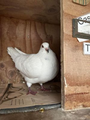 Casper is a very lucky pigeon She was found badly injured  taken to wildlife r