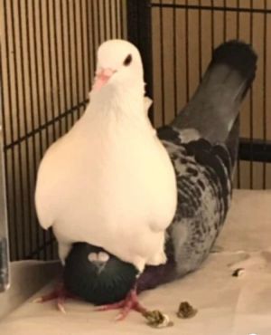 UPDATE 3322 After four very happy years as pet house pigeons beautiful friendly Star  her mate