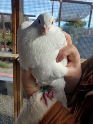 Cotton w/Aurora Pigeon Bird