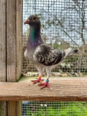 Please apply to adopt httpwwwpigeonrescueorgbirdsapply-to-foster-or-adopt