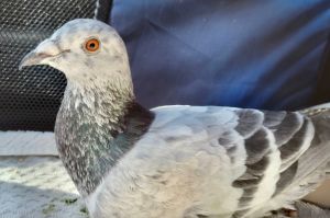 Peewee w/ Cascade Pigeon Bird