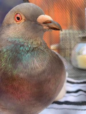 Revali w/Dearheart Pigeon Bird
